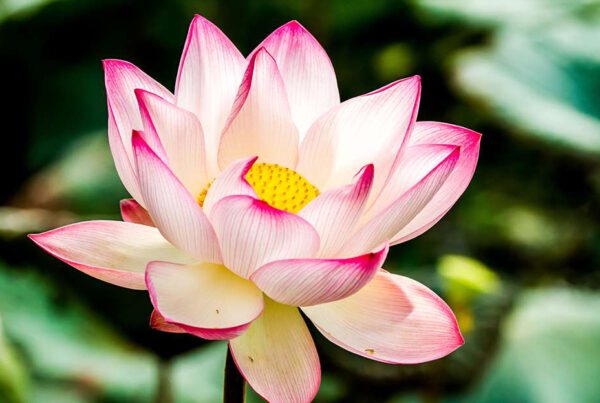Unsere Krone ist wie ein Lotus, der nach und nach seine Blütenblätter entfaltet