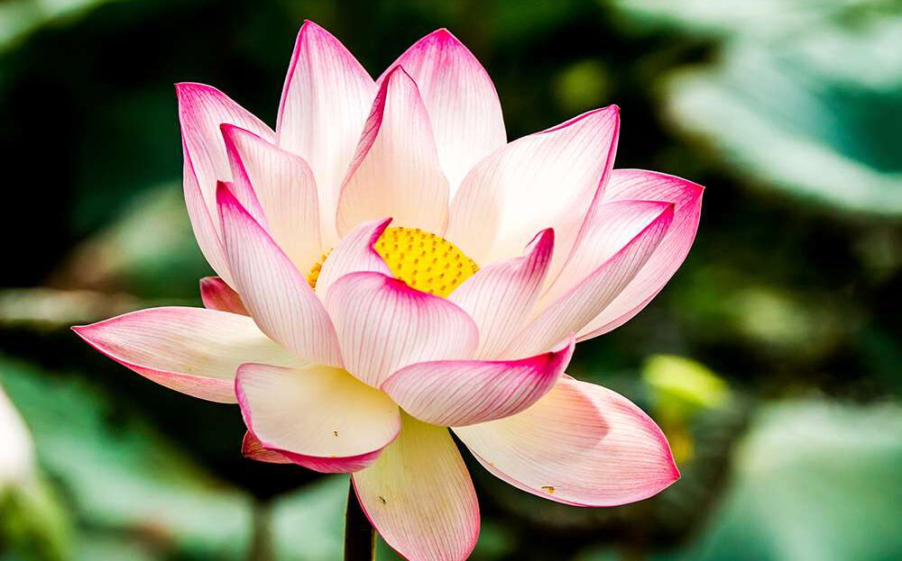 Unsere Krone ist wie ein Lotus, der nach und nach seine Blütenblätter entfaltet