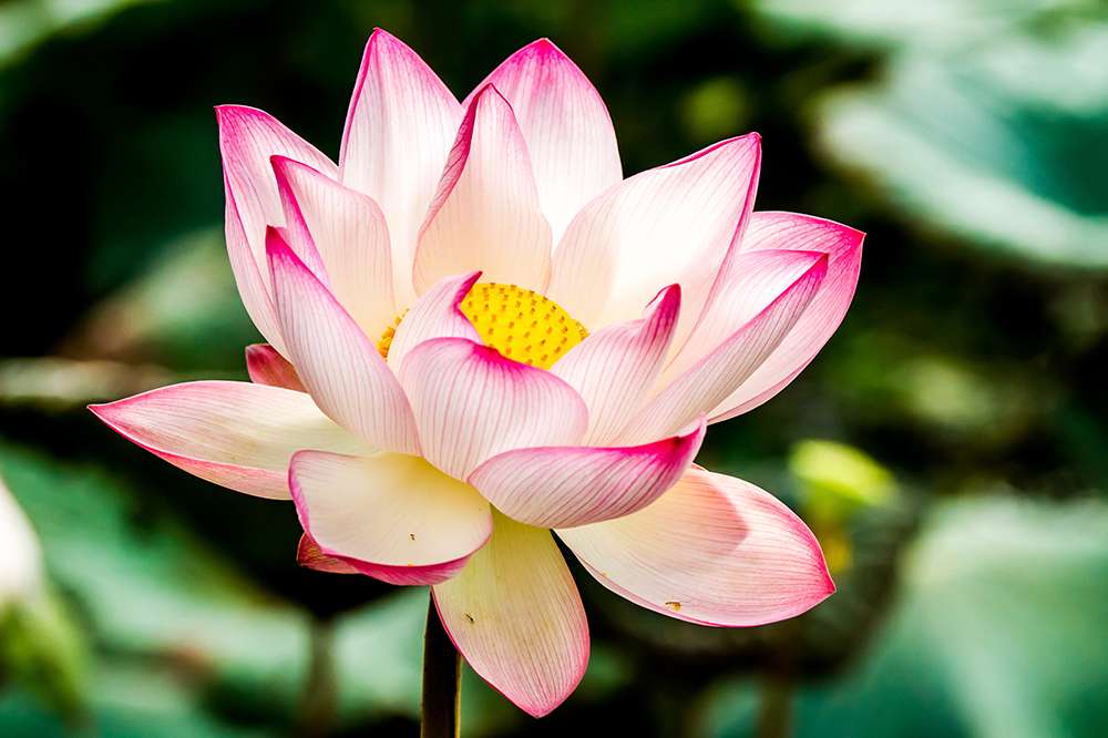 Unsere Krone ist wie ein Lotus, der nach und nach seine Blütenblätter entfaltet